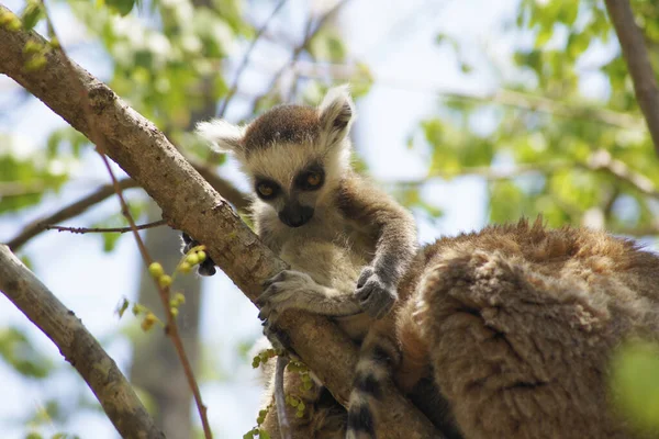 Kata Lemur Parque Nacional Isalo Madagáscar — Fotografia de Stock