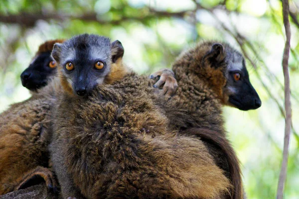 马达加斯加Isalo国家公园的棕色狐猴 — 图库照片