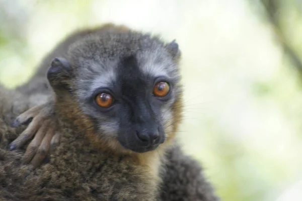 马达加斯加Isalo国家公园的棕色狐猴 — 图库照片