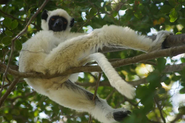 马达加斯加梅拉基Tsingy Bemaraha国家公园的Sikafa Lemur — 图库照片