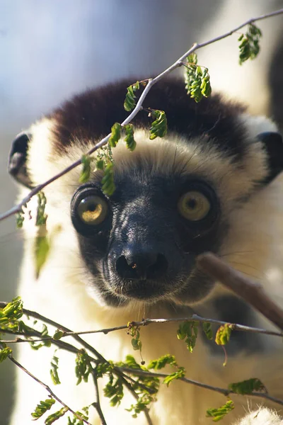 Sikafa Lemur Kirindy Forest 马达加斯加 — 图库照片