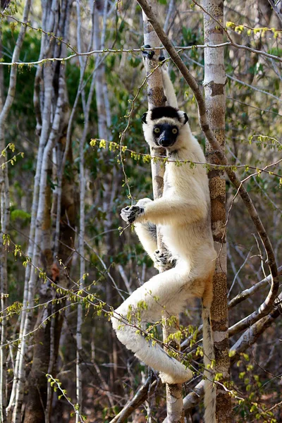 Sikafa Lemur Las Kirindy Madagaskar — Zdjęcie stockowe