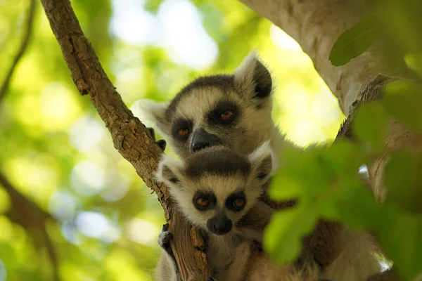 Lémur Kata Parque Nacional Isalo Madagascar —  Fotos de Stock