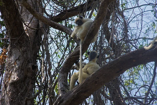 Lémur Sikafa Parque Nacional Tsingy Bemaraha Melaki Madagascar —  Fotos de Stock