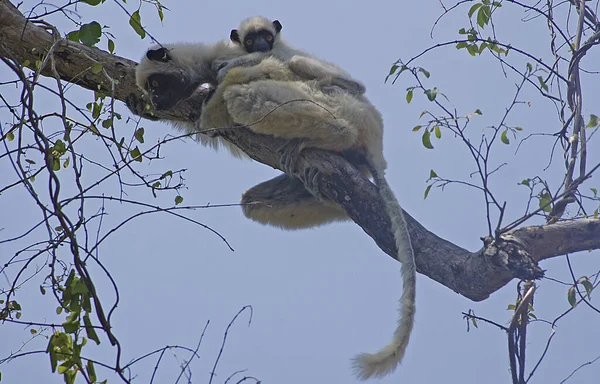 Sikafa Lemur Parque Nacional Tsingy Bemaraha Melaki Madagascar — Fotografia de Stock