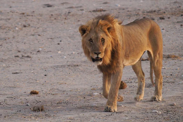 Erkek Aslan Etosha Milli Parkı Namibya — Stok fotoğraf