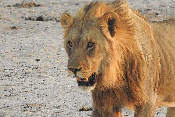 雄ライオン ナミビアのエトーシャ国立公園 — ストック写真