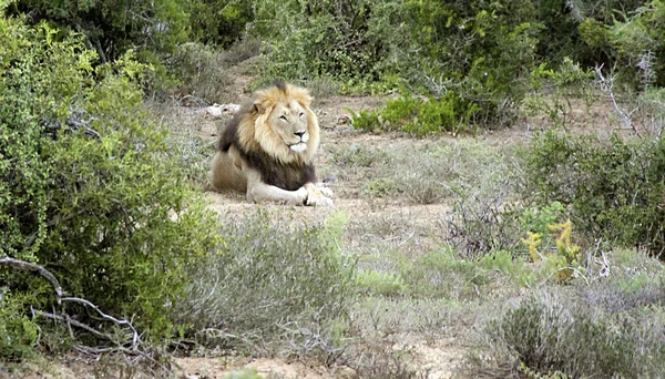 レオン 象の国立公園を追加 ポートエリザベス 南アフリカ — ストック写真