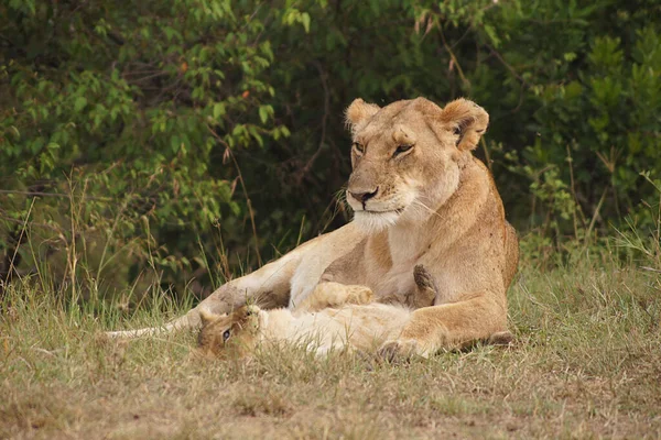 マサイ マラでの彼女の赤ちゃんとの雌ライオン ケニア — ストック写真