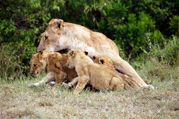 マサイ マラでの彼女の赤ちゃんとの雌ライオン ケニア — ストック写真