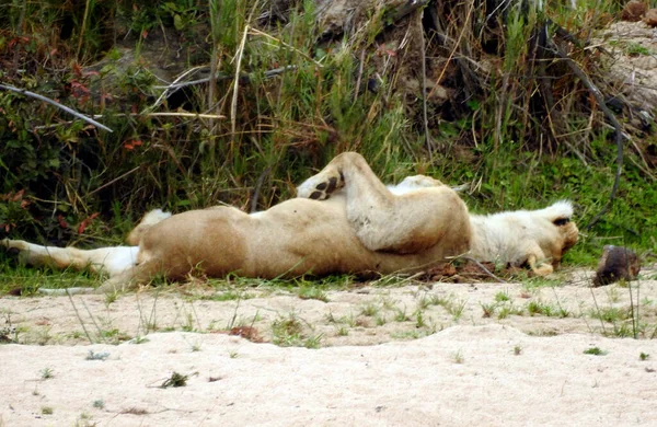 ライオンが横になって クルーガー国立公園 南アフリカ — ストック写真