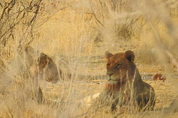Lionesses Εθνικό Πάρκο Etosha Ναμίμπια — Φωτογραφία Αρχείου