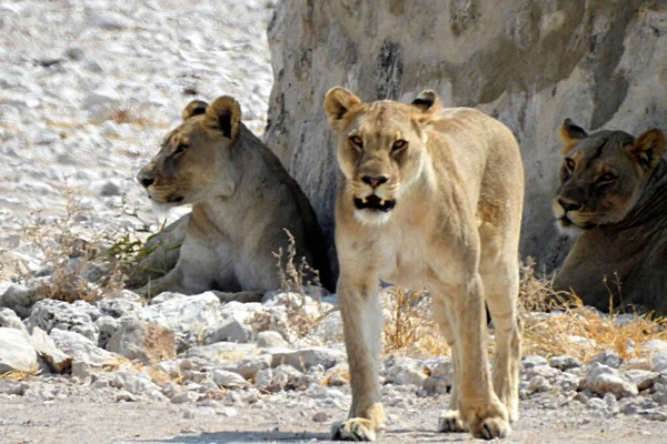 Lionesses Εθνικό Πάρκο Etosha Ναμίμπια — Φωτογραφία Αρχείου