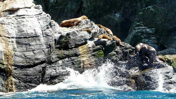 Leões Marinhos Reserva Nacional Pinguim Humboldt Serena Chile — Fotografia de Stock