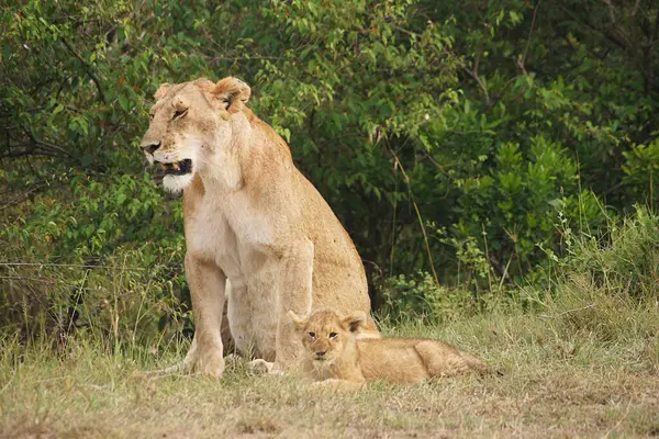 Leoa Com Seu Filhote Masai Mara Quênia — Fotografia de Stock