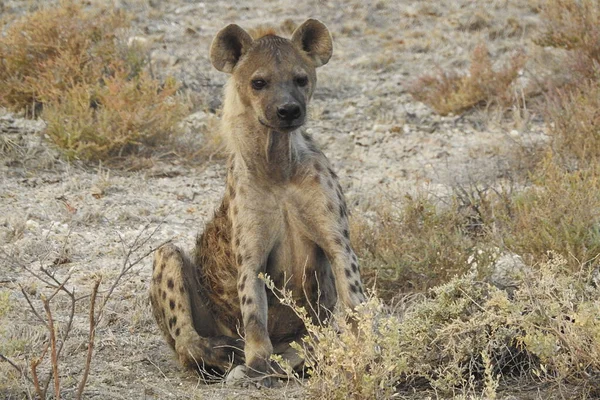 Wilde Hond Etosha National Park Namibië — Stockfoto