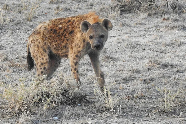 野生の犬 エトーシャ国立公園 ナミビア — ストック写真