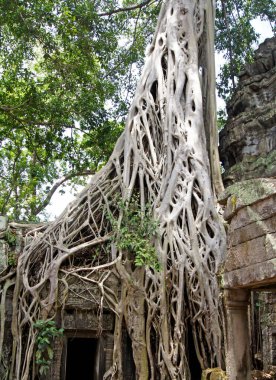 Angkor Tapınakları, Siem Reap Kamboçya