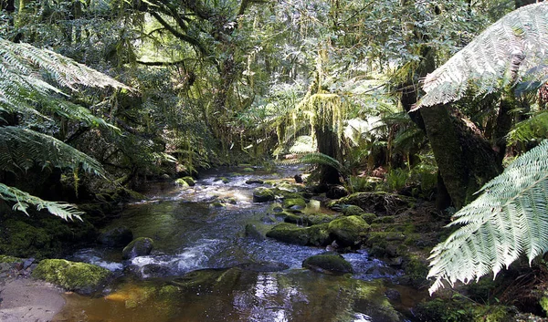 Ліси Дощу Національному Парку Маунт Філд Тасманія Австралія — стокове фото