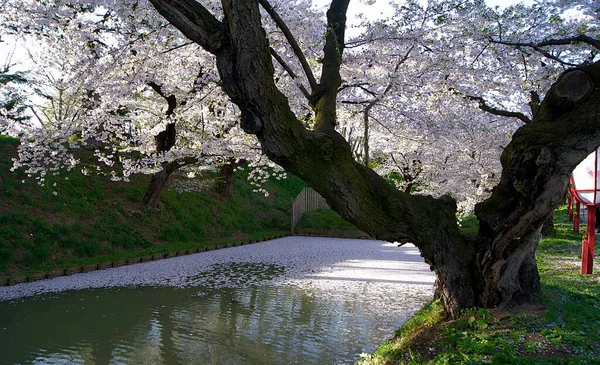 樱花节 樱花在日本广崎 — 图库照片