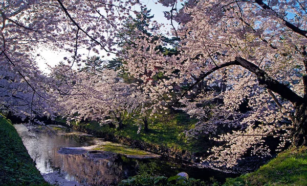 Festiwal Kwiatów Wiśni Hanami Kwiatów Wiśni Hirosaki Japonia — Zdjęcie stockowe