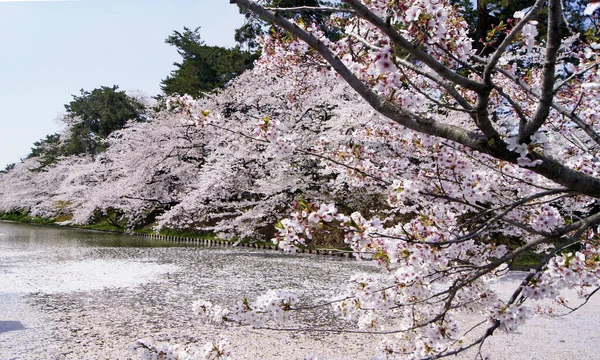 Фестиваль Вишневого Цвіту Ханамі Черрі Квітка Хіросакі Японія — стокове фото