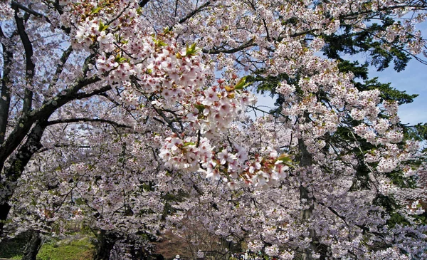 Festival Flor Cerejeira Hanami Flores Cerejeira Hirosaki Japão — Fotografia de Stock