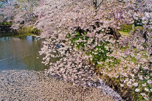 Kiraz Çiçeği Festivali Hanami Hirosaki Kiraz Çiçekleri Japonya — Stok fotoğraf