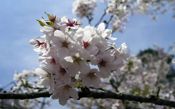 stock image Cherry Blossom Festival - Hanami - Cherry blossoms in Hirosaki - Japan