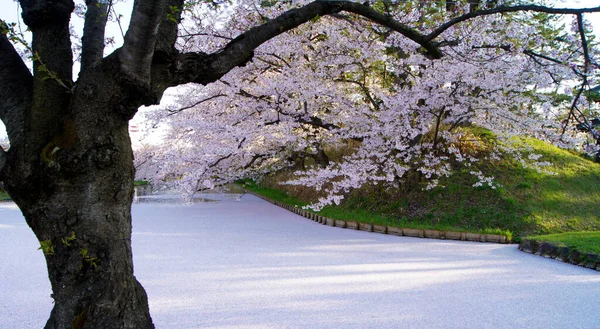 樱花节 樱花在日本广崎 — 图库照片