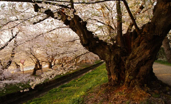 Фестиваль Вишневого Цвіту Ханамі Черрі Квітка Хіросакі Японія — стокове фото