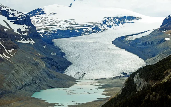 Льодовик Саскачеван Айсфілд Парквей Канада — стокове фото