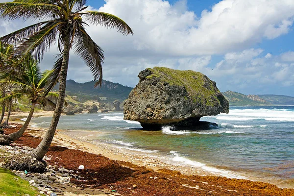 Panorámica Playa Basheba Isla Barbados — Foto de Stock