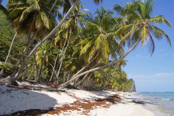 Samana yarımadasındaki Playa Cephesi - Dominik Cumhuriyeti