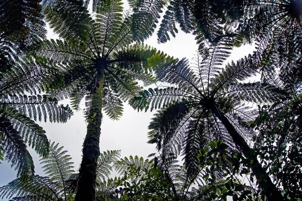 Helecho Árbol Selva Tropical Del Parque Nacional Kahurangi Nueva Zelanda — Foto de Stock