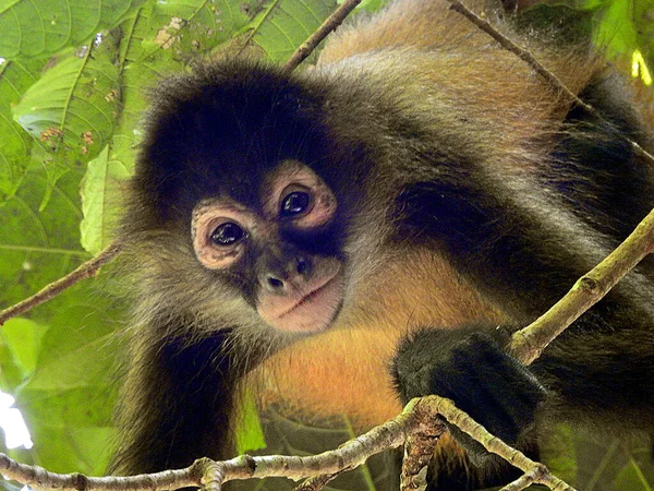 Mono Araña Parque Nacional Corcovado Costa Rica —  Fotos de Stock