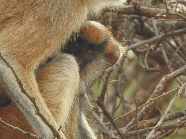 小猴子和它的妈妈的特写镜头 — 图库照片