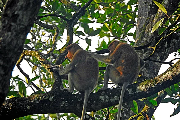 印度尼西亚婆罗洲Tanjung Puting国家公园的Proboscis猴 — 图库照片