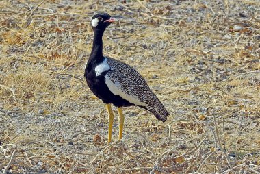 Kuzey Siyah, Afrotis Korhaan korkuları, Etosha Ulusal Parkı - Namibya