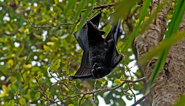 Uçan dev tilki Endonezya 'ya yaklaş.