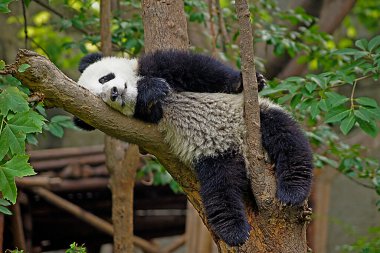 Chengdu, Çin 'deki Dev Panda Koruma Merkezi' nde panda.,