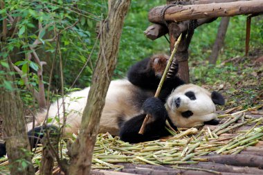 Chengdu, Çin 'deki Dev Panda Koruma Merkezi' nde panda.,