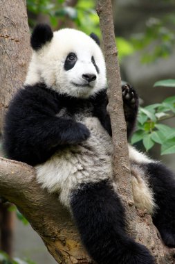Chengdu, Çin 'deki Dev Panda Koruma Merkezi' nde panda.,