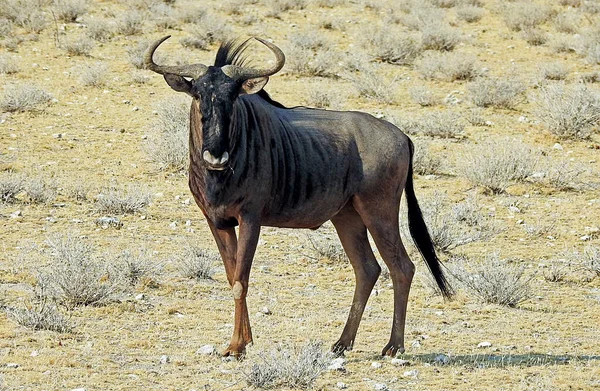 Blue Wildebeest Parco Nazionale Etosha Namibia — Foto Stock
