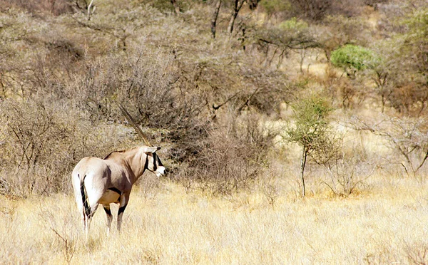 Oryx Samburu National Reserve Kenia — Stockfoto