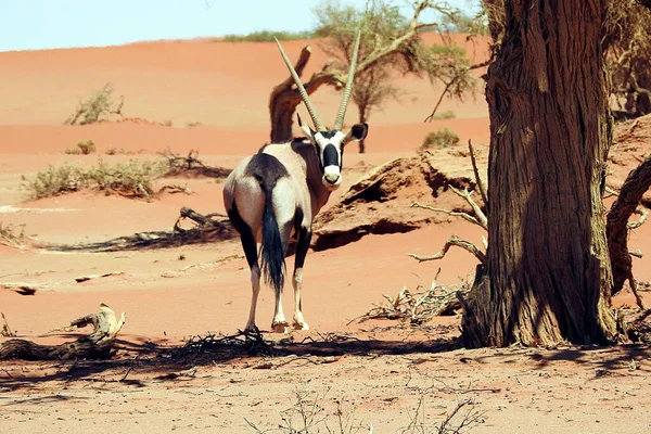 Oryx Sossusvlei Dunes Namib Desert Namibie — Photo