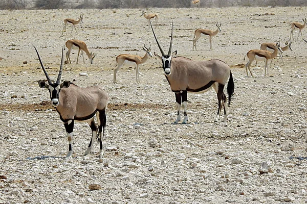 Oryx Parco Nazionale Impalas Etosha Namibia — Foto Stock