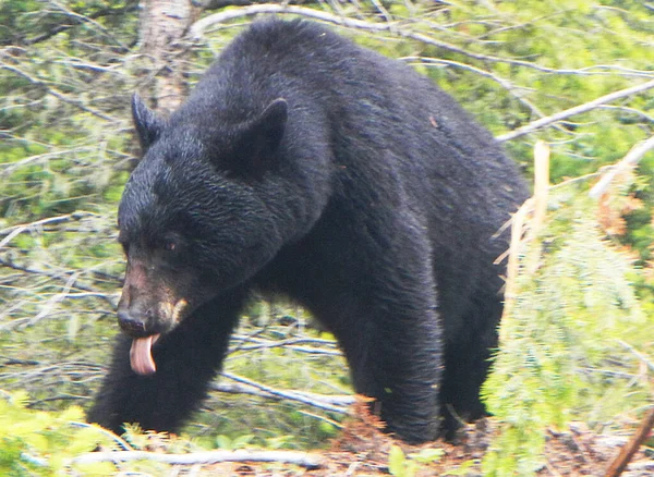 Urso Negro Icefield Parkway Alberta Canadá — Fotografia de Stock