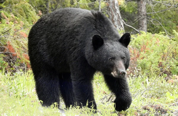 Urso Negro Icefield Parkway Alberta Canadá — Fotografia de Stock