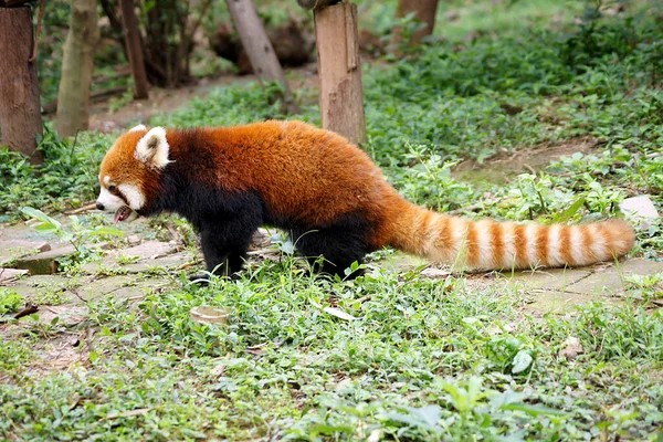 Red Panda Bear Giant Panda Conservation Center Chengdu Cina — Foto Stock